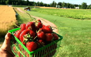 strawberries in a quart green basket with fields in the background | Top Local Destinations To Visit This Summer on The Dumfries Summer Trail